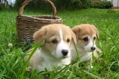 Двое из корзинки