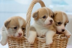 Новогодний подарок - корзинка с коржатами