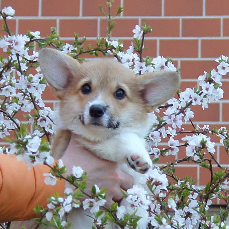 Fancorgi Fantastic Sharm_030520