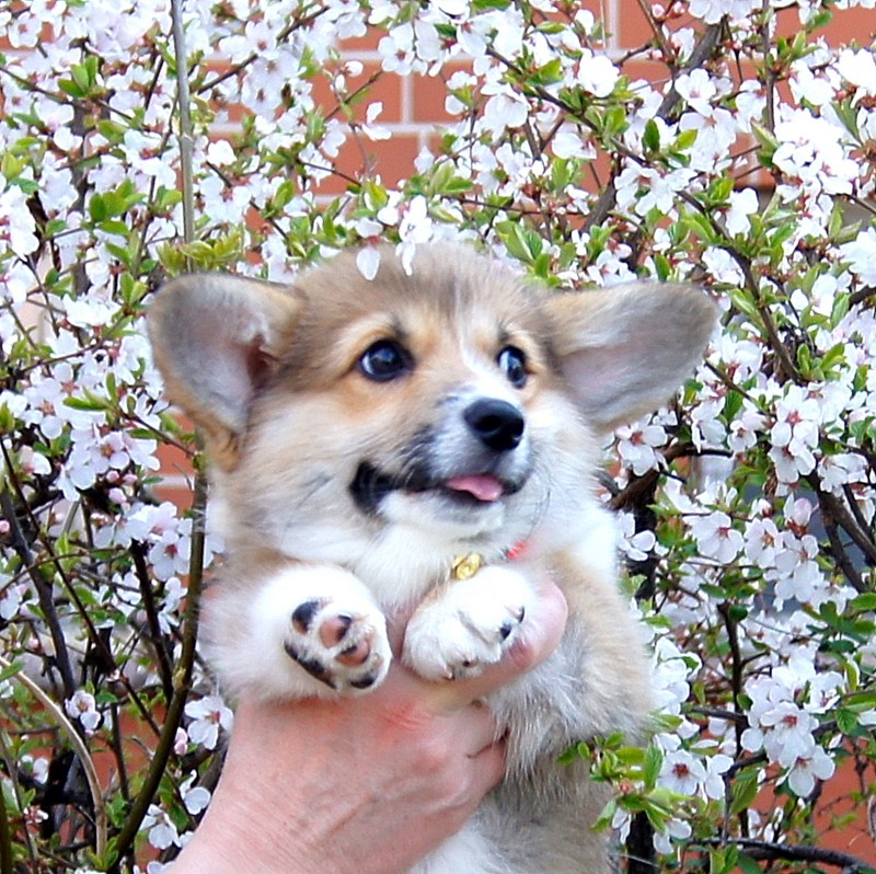 Fancorgi First Lady (N/B)