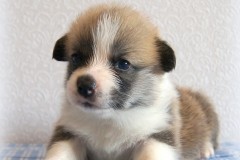 Сука с хвостом_150320