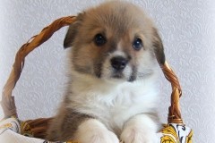 Сука с куп хвостом_280320