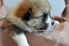 Кобель_090320