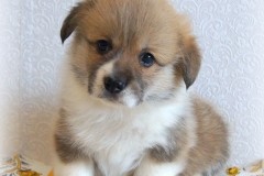 Кобель_280320