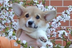 Fancorgi Fantastic Sharm_030520