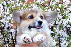 Fancorgi First Lady (N/B)