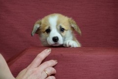 15_Жасмин_050616