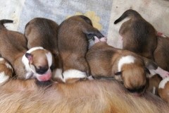 3 Ж помет молочная кухня