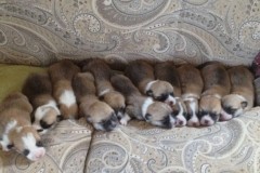 5 Ж-шечки длинная линеечка
