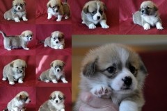 Ж помет 1 месяц_коллаж