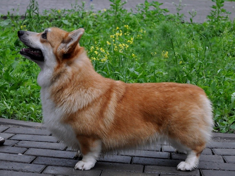 Машуня стойка