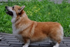 Машуня стойка