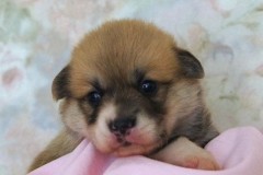Петенька