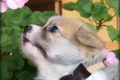 Принц