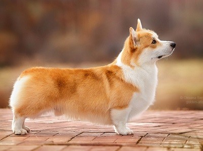 Academia Canis Prezydent