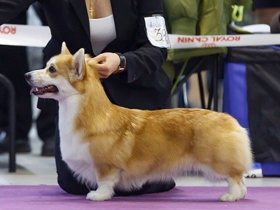 Knopa-Fancorgi-Legally-Blonde