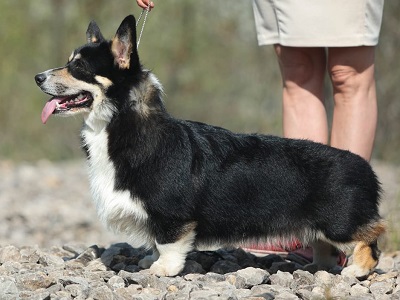 FANCORGI IRIS NEZHNYJ VETER