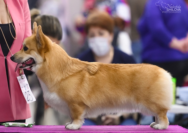 FANCORGI SHEER PLEASURE