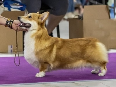 FANCORGI VERITABLE TREASURE
