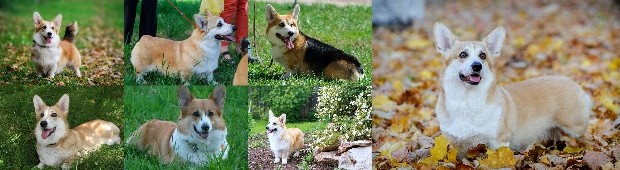 Corgi titles