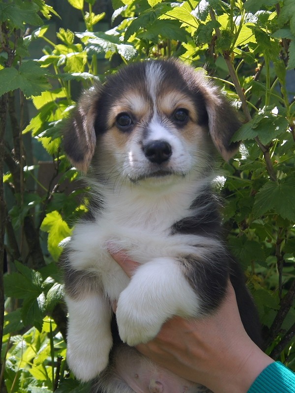 Певунчик_300520