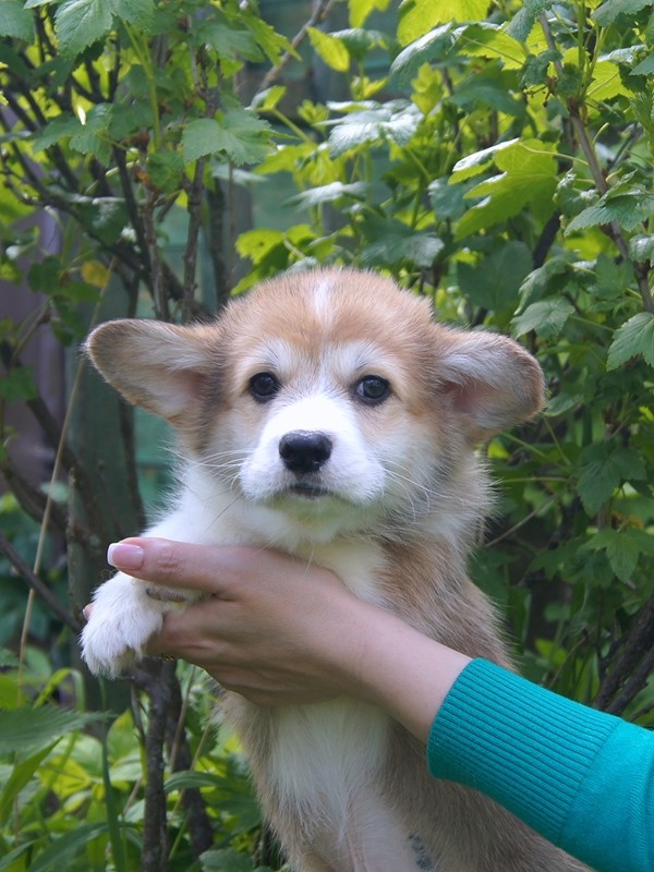 Танчик_300520