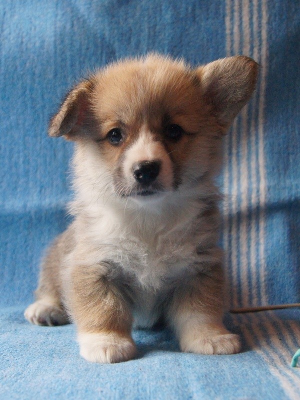 Мыша_030916