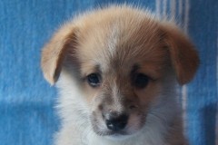 Звездочет_030916