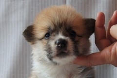 Мальчик 2, 4 недели