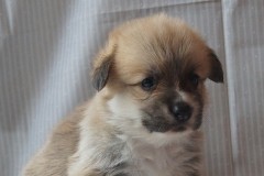 Мальчик 4, 4 недели