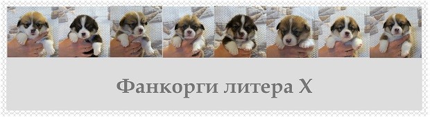 Х — помет