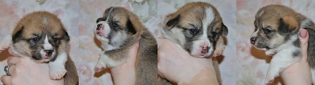 Ч — помет