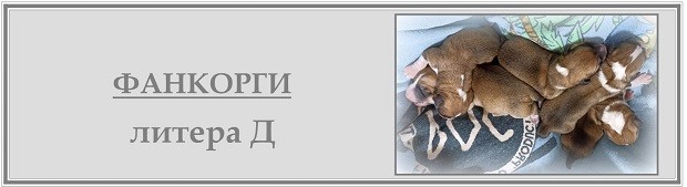 Д-литера