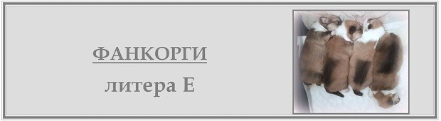 Е-литера