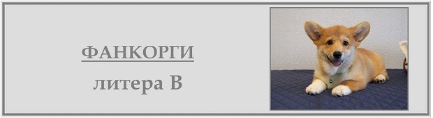 В-литера