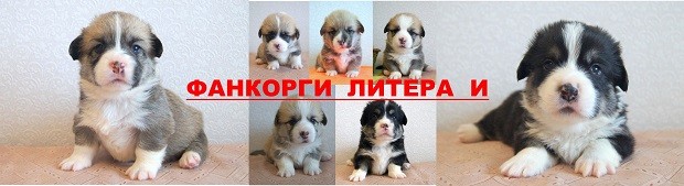 И-литера