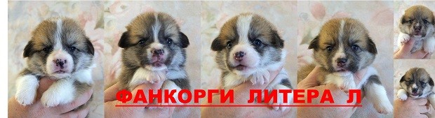 Л-литера