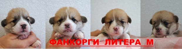 М-литера