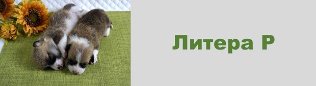 Р-литера