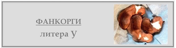 У-литера