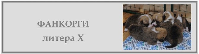 Х-литера