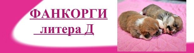 Литера Д