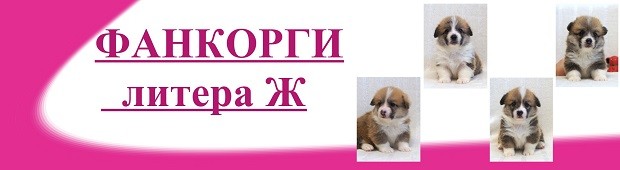 Литера Ж