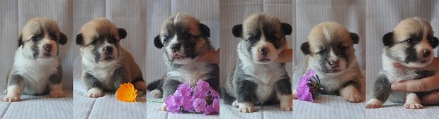 З — помет