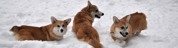 Зимние корги 2018